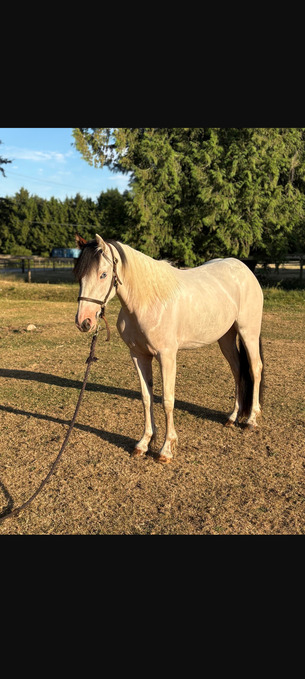"Rosie" White Filly Gypsy Vanner