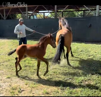 Bay 13.3hh Mare for Lease