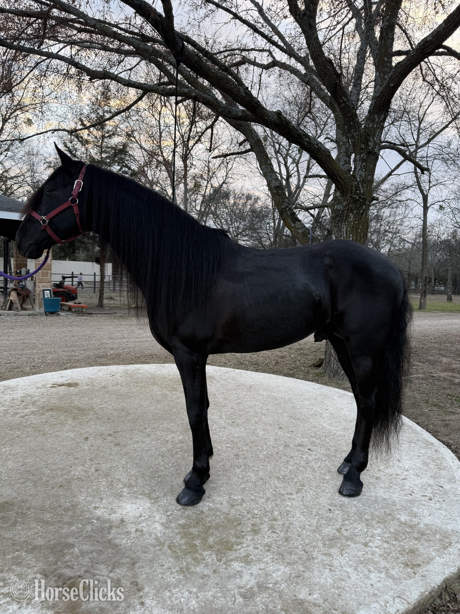 "CORONEL FF" Black Stallion Andalusian in Texas