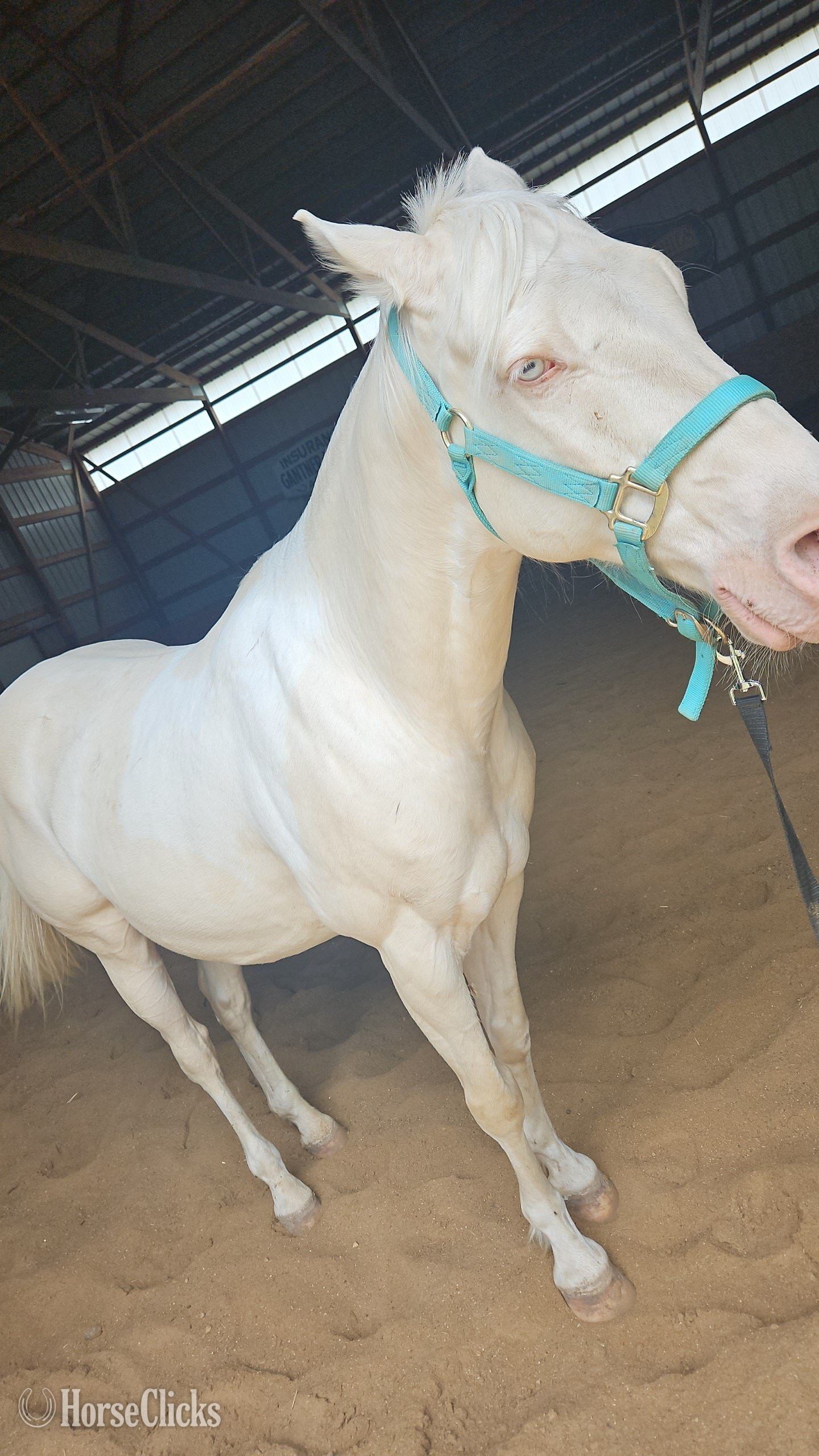 "Ice" Cremello Gelding Quarter Horse in Wisconsin