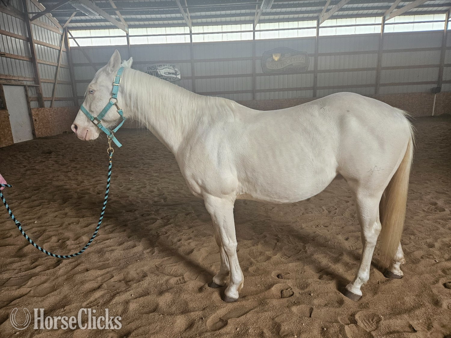 "Ice" Cremello Gelding Quarter Horse