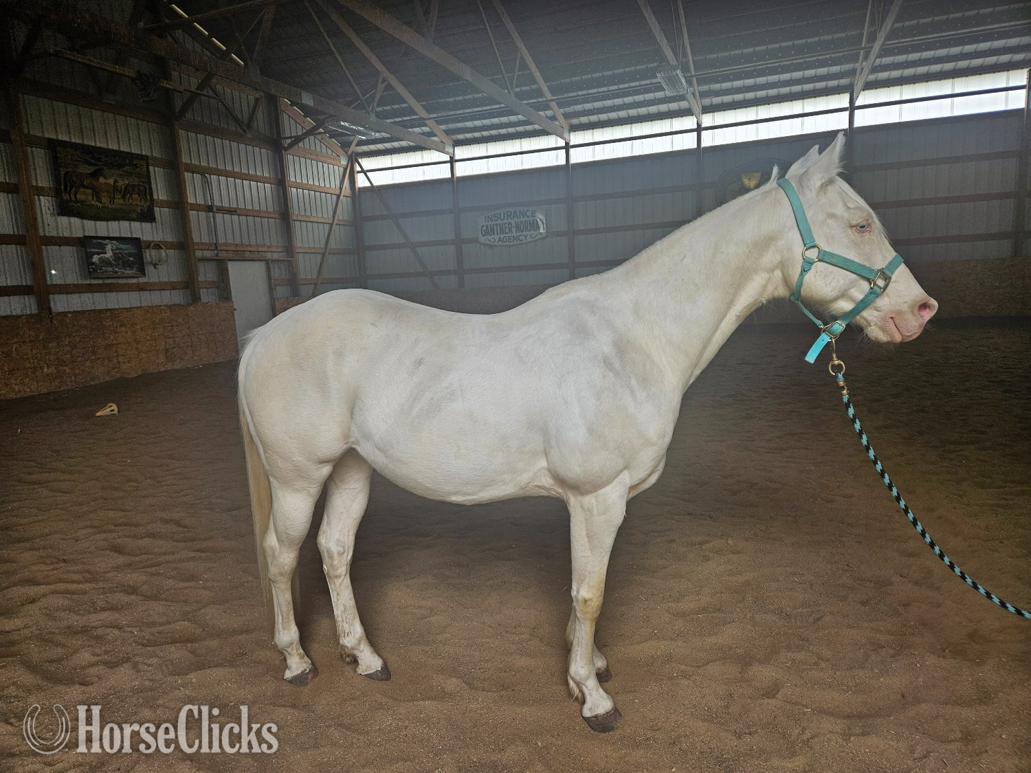 Wisconsin "Ice" Cremello Gelding Quarter Horse