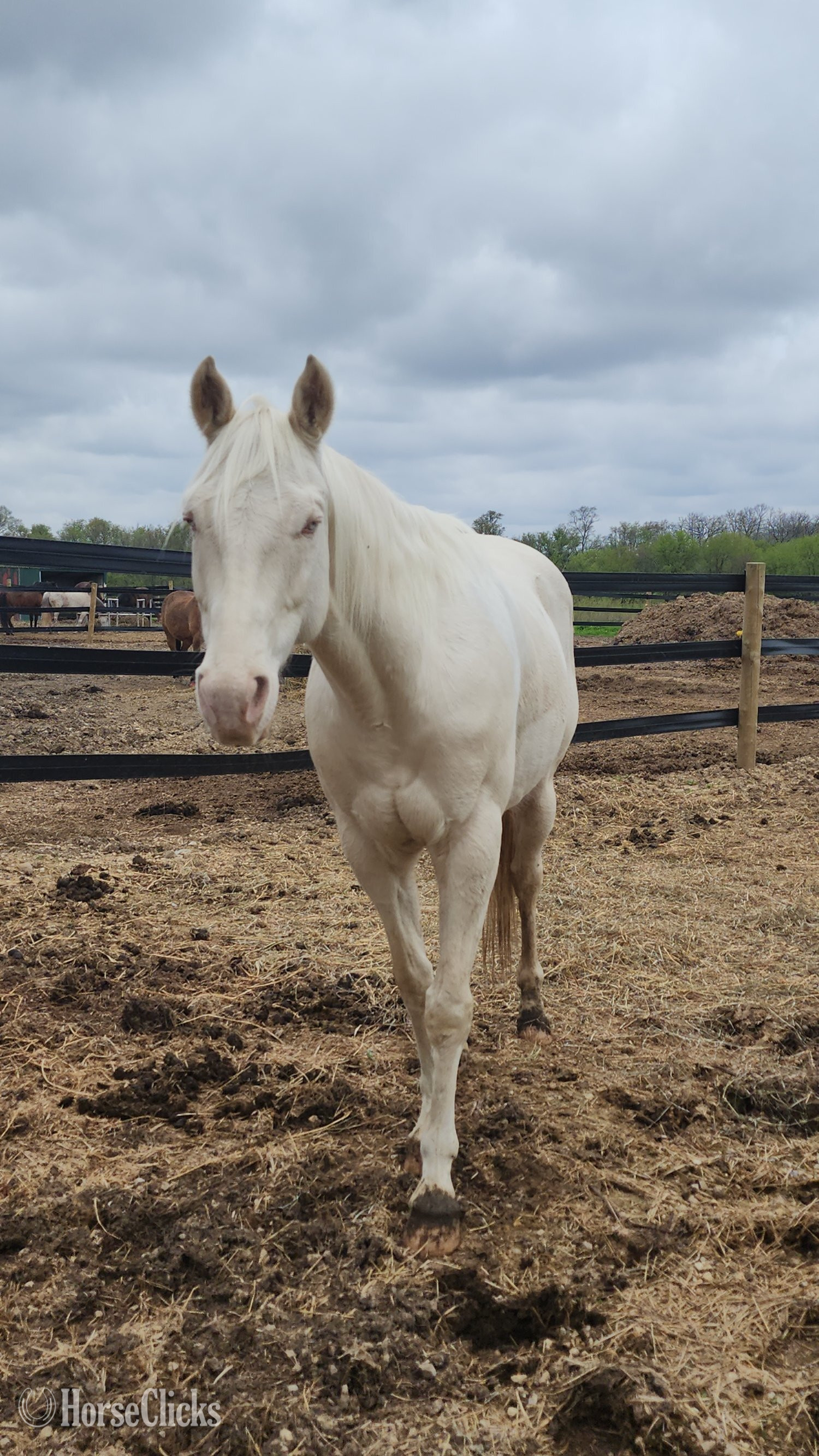 "Ice" Cremello Gelding Quarter Horse - Quarter Horse in Wisconsin