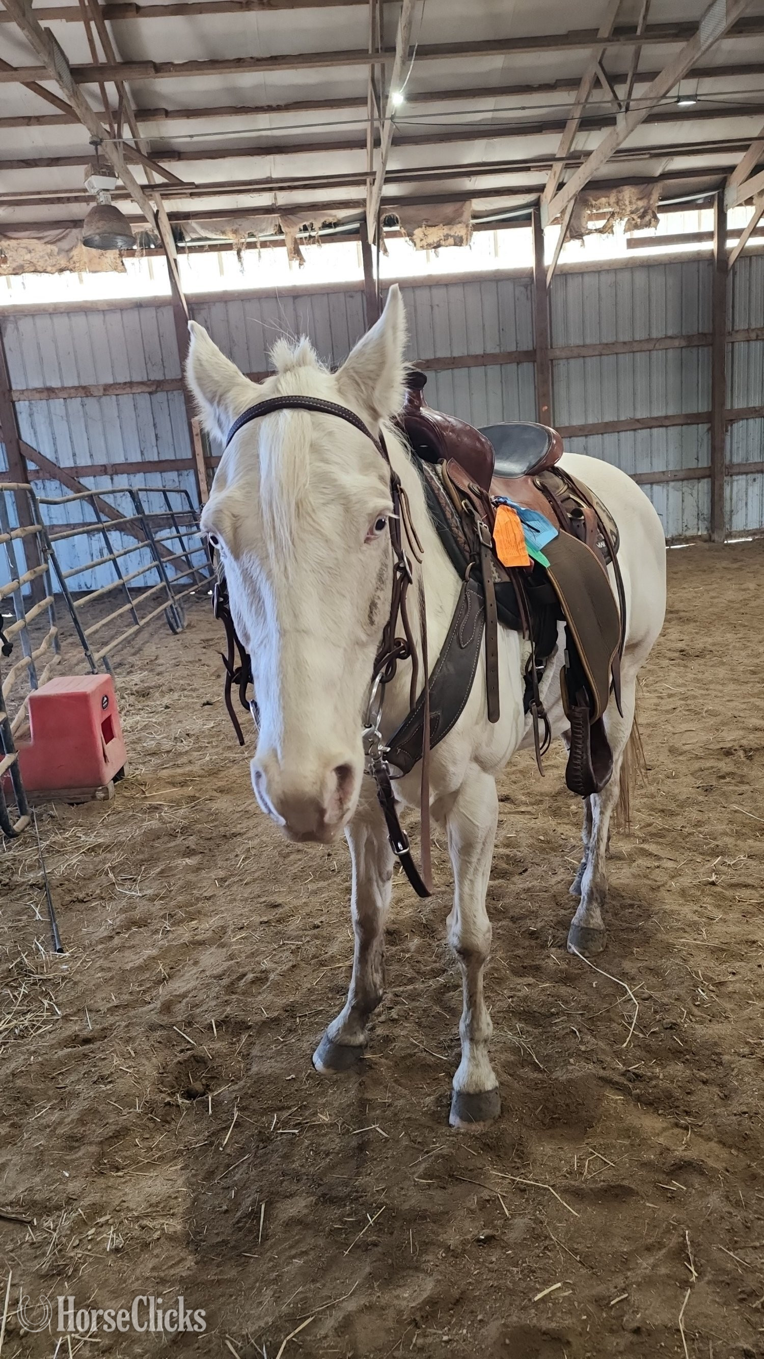 "Ice" Cremello Gelding Quarter Horse - Quarter Horse