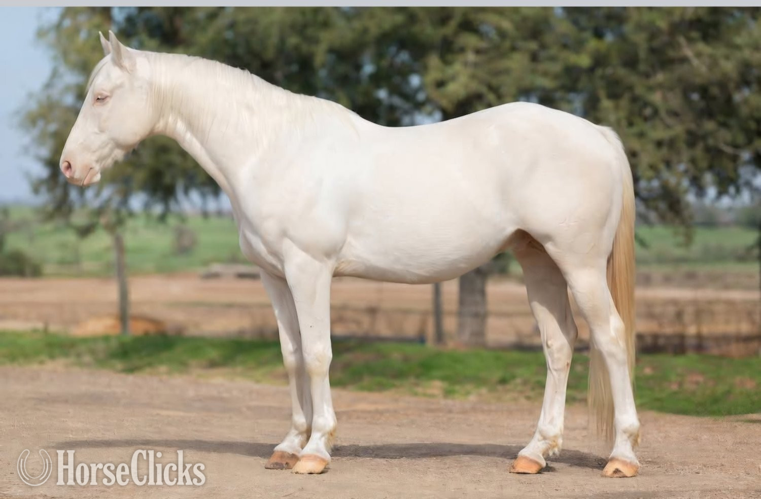 "Ice" Cremello Gelding Quarter Horse Wisconsin