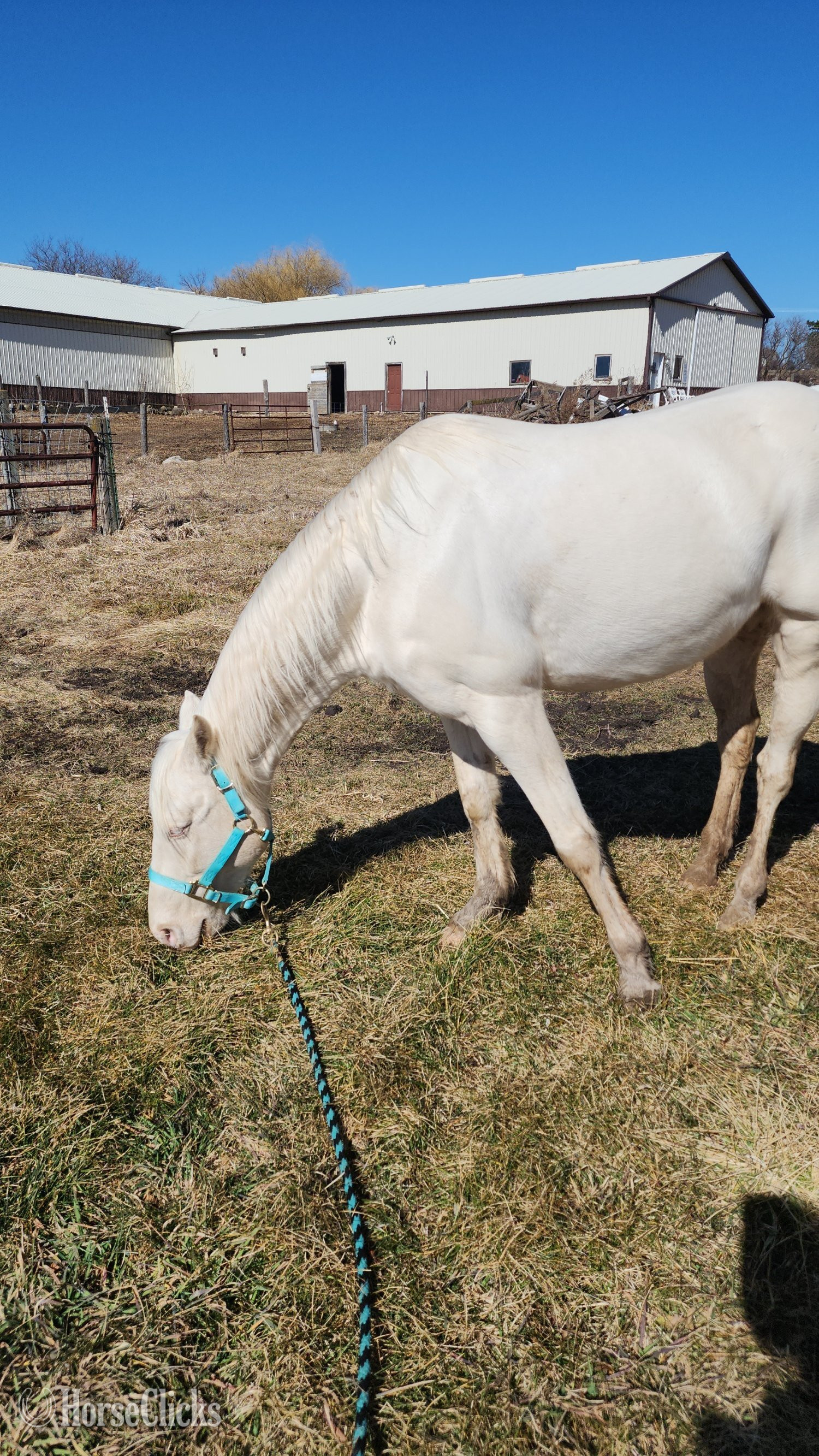 Quarter Horse - "Ice" Cremello Gelding Quarter Horse in Wisconsin