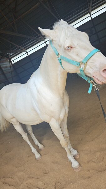 "Ice" Cremello Gelding Quarter Horse