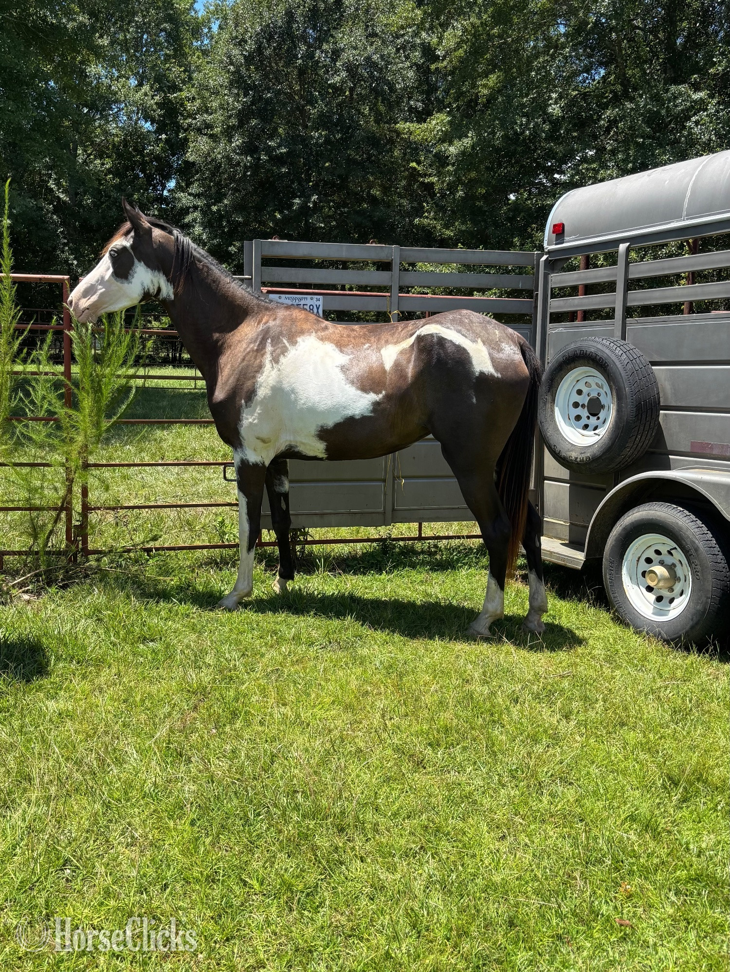 "Jose’s Ghost Pepper" Overo Filly Tennessee Walker in Mississippi