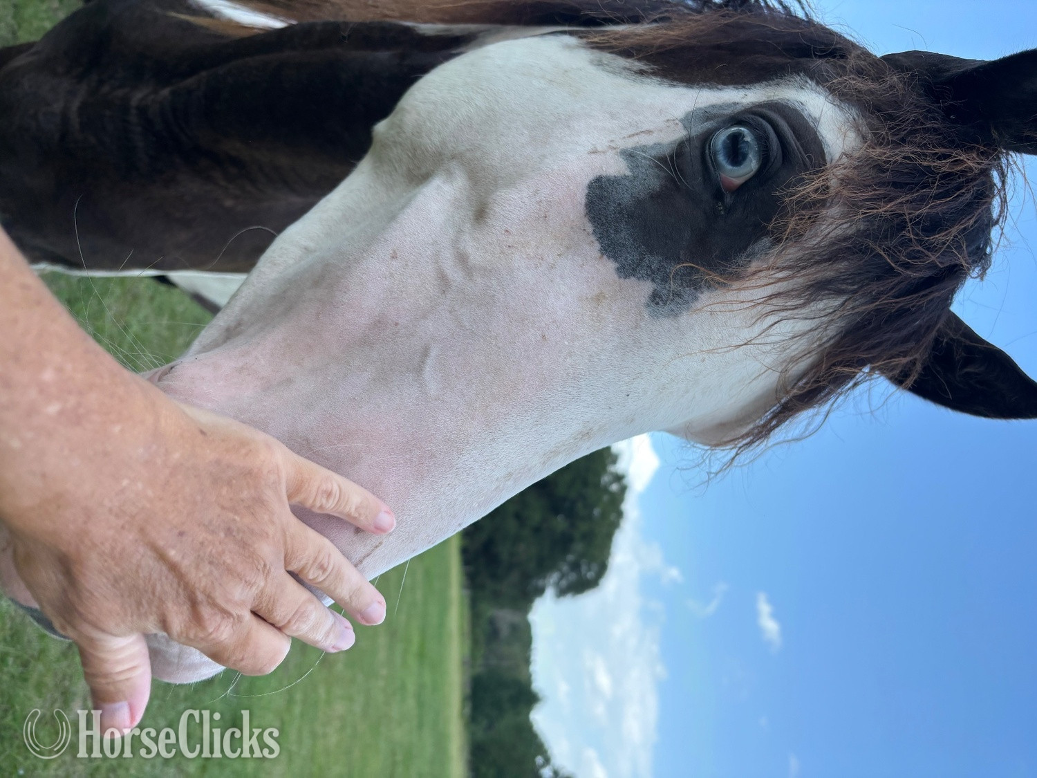 "Jose’s Ghost Pepper" Overo Filly Tennessee Walker