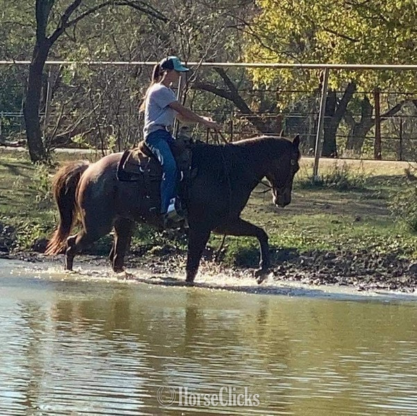 "Stetson" Red Roan Gelding Quarter Horse