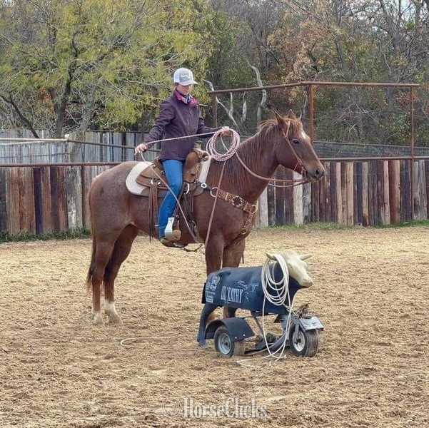Texas "Stetson" Red Roan Gelding Quarter Horse