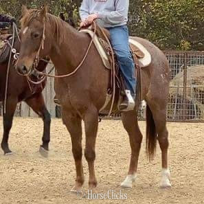 "Stetson" Red Roan Gelding Quarter Horse - Quarter Horse in Texas
