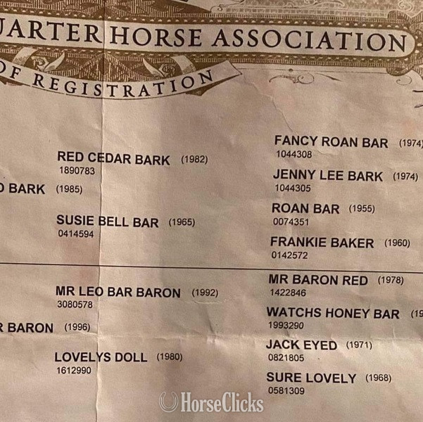 "Stetson" Red Roan Gelding Quarter Horse - Quarter Horse