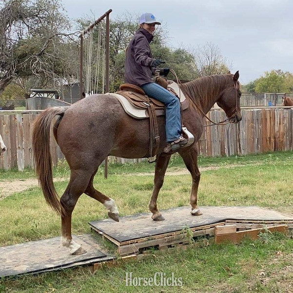 "Stetson" Red Roan Gelding Quarter Horse Texas
