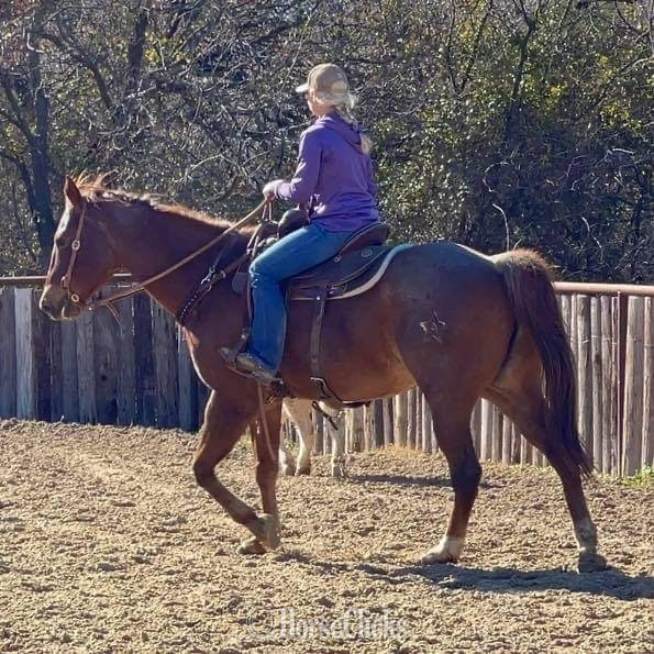 Quarter Horse - "Stetson" Red Roan Gelding Quarter Horse in Texas