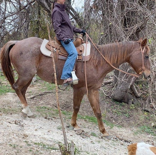 Quarter Horse - "Stetson" Red Roan Gelding Quarter Horse