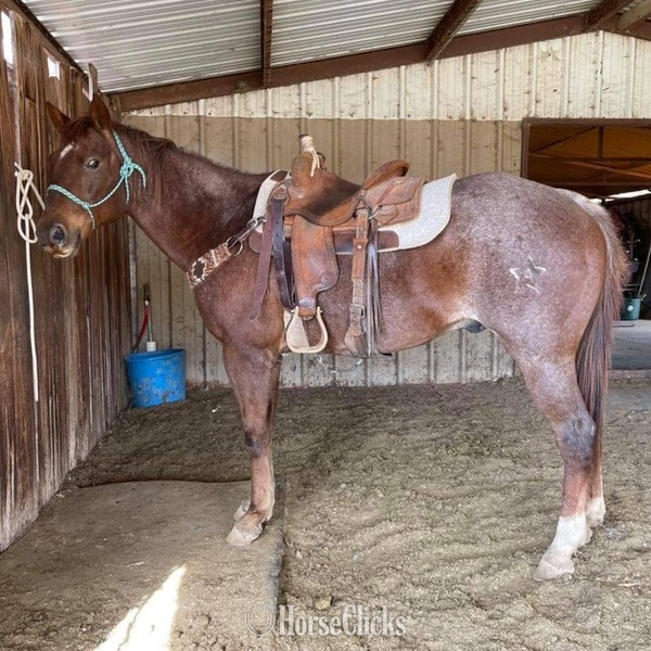 "Stetson" Red Roan Gelding Quarter Horse in Texas