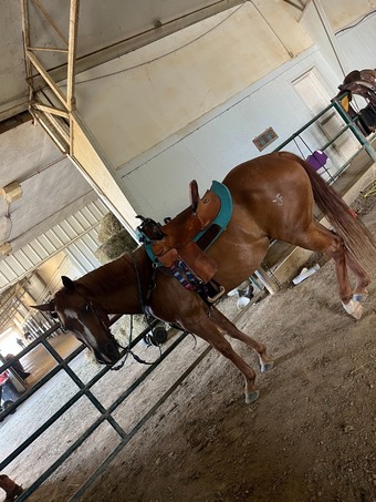 "Lenas Dawn Quixote" Sorrel Mare Quarter Horse