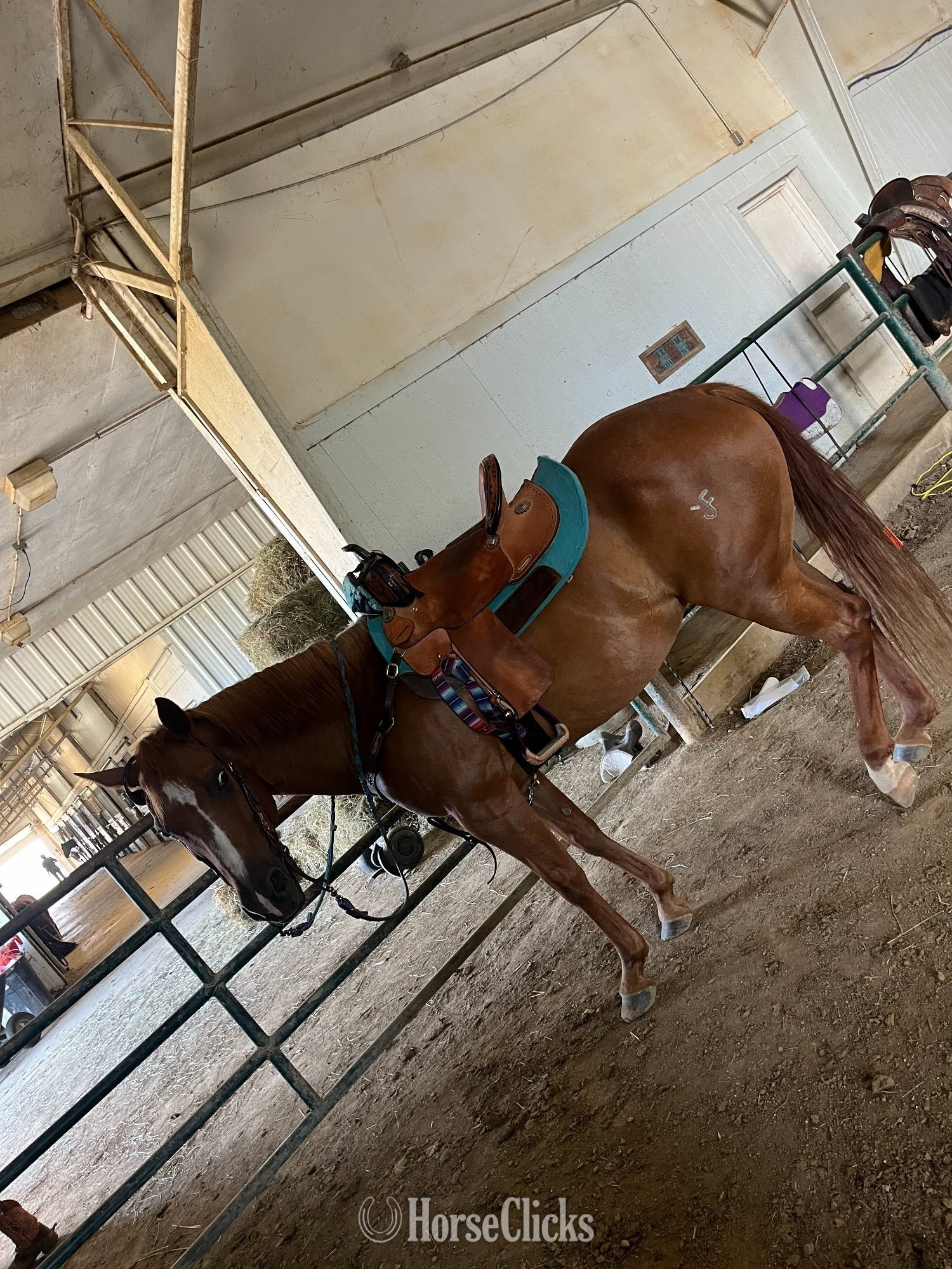 "Lenas Dawn Quixote" Sorrel Mare Quarter Horse in Ohio
