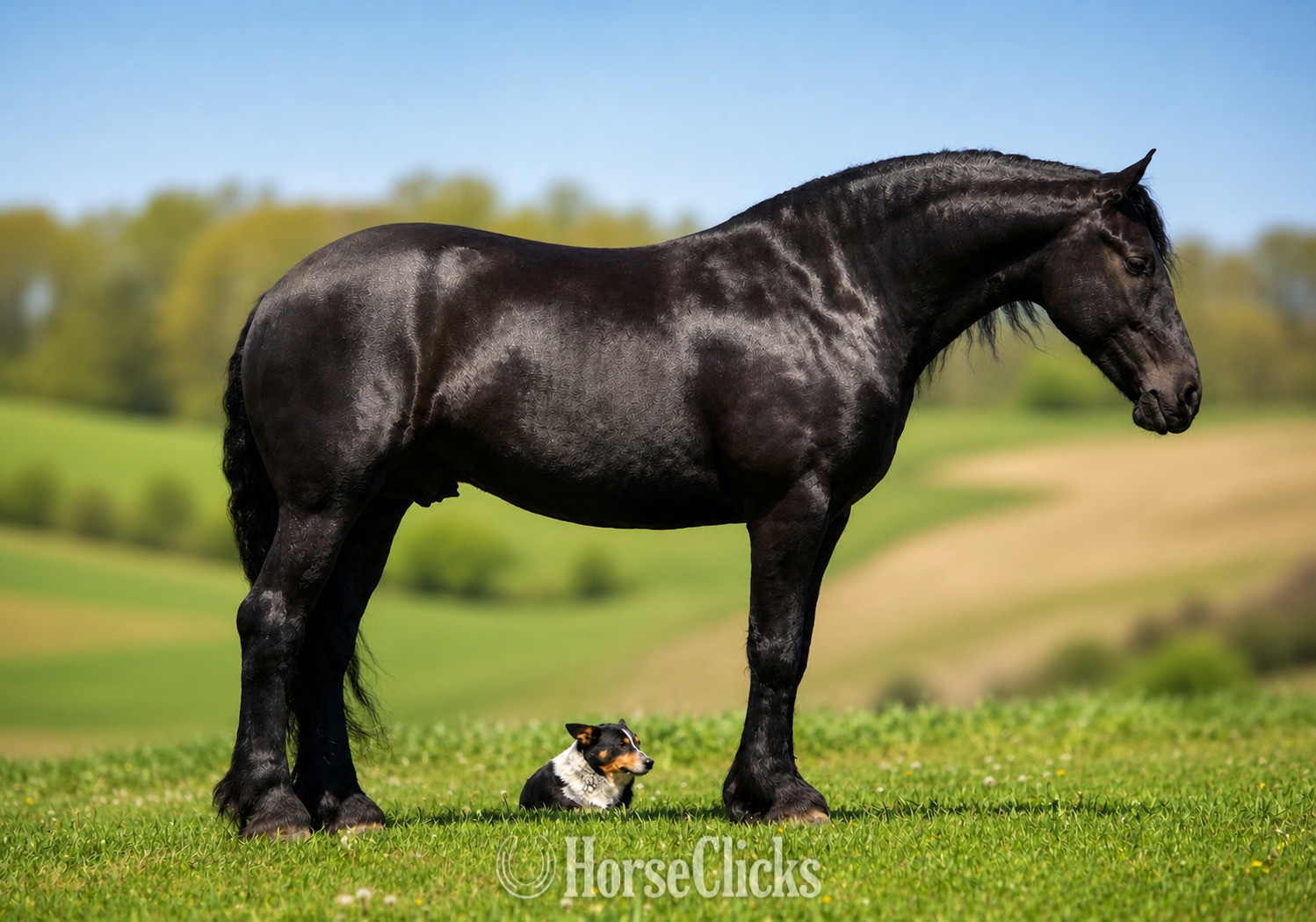 "Tuxedo" Black Gelding Friesian in Ohio