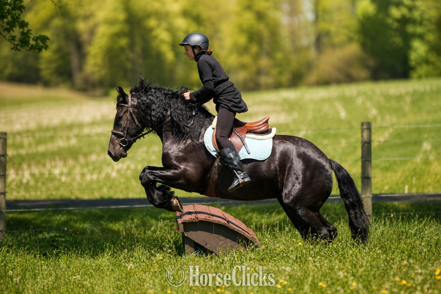 "Tuxedo" Black Gelding Friesian - Friesian