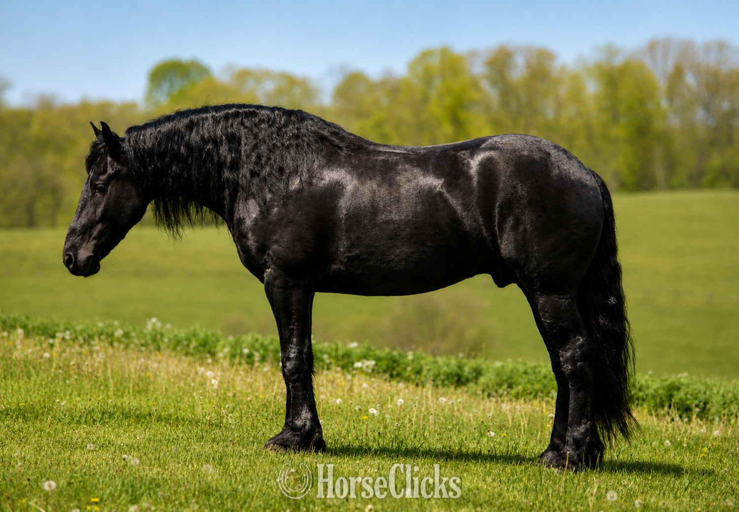 "Tuxedo" Black Gelding Friesian Ohio