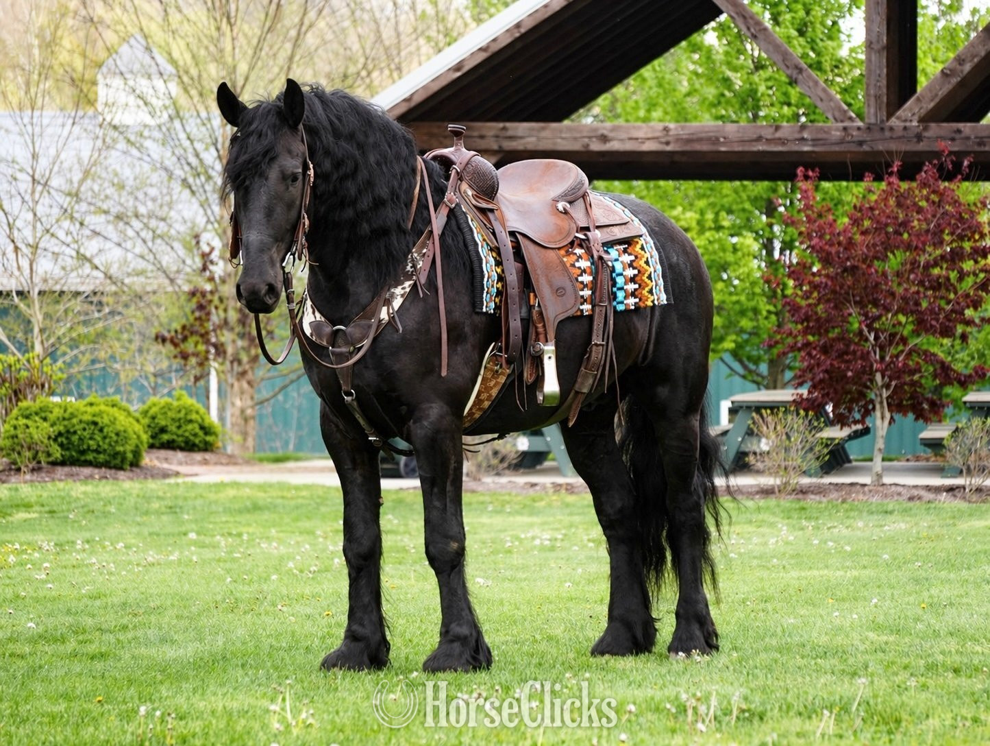Friesian - "Tuxedo" Black Gelding Friesian in Ohio