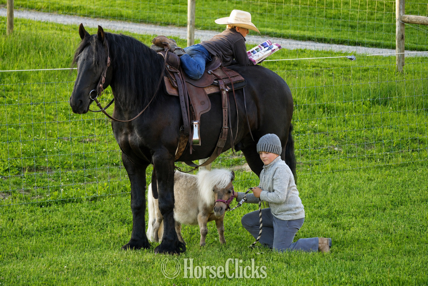 Friesian - "Tuxedo" Black Gelding Friesian