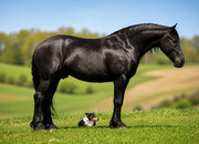 "Tuxedo" Black Gelding Friesian
