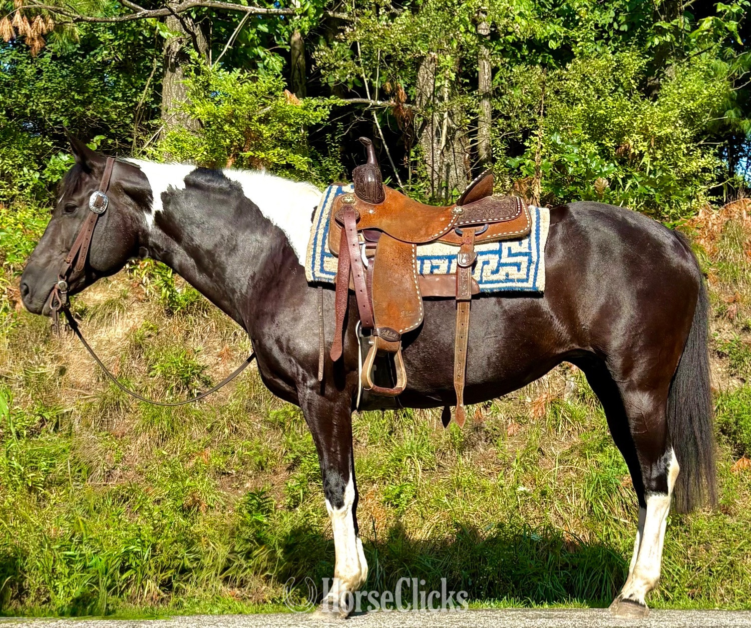 "Patches"  Mare Quarter Horse in Ohio