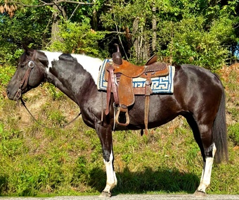 "Patches"  Mare Quarter Horse