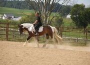 "Turbo" Pinto Gelding Gypsy Vanner