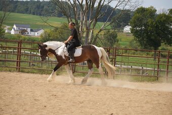 "Turbo" Pinto Gelding Gypsy Vanner