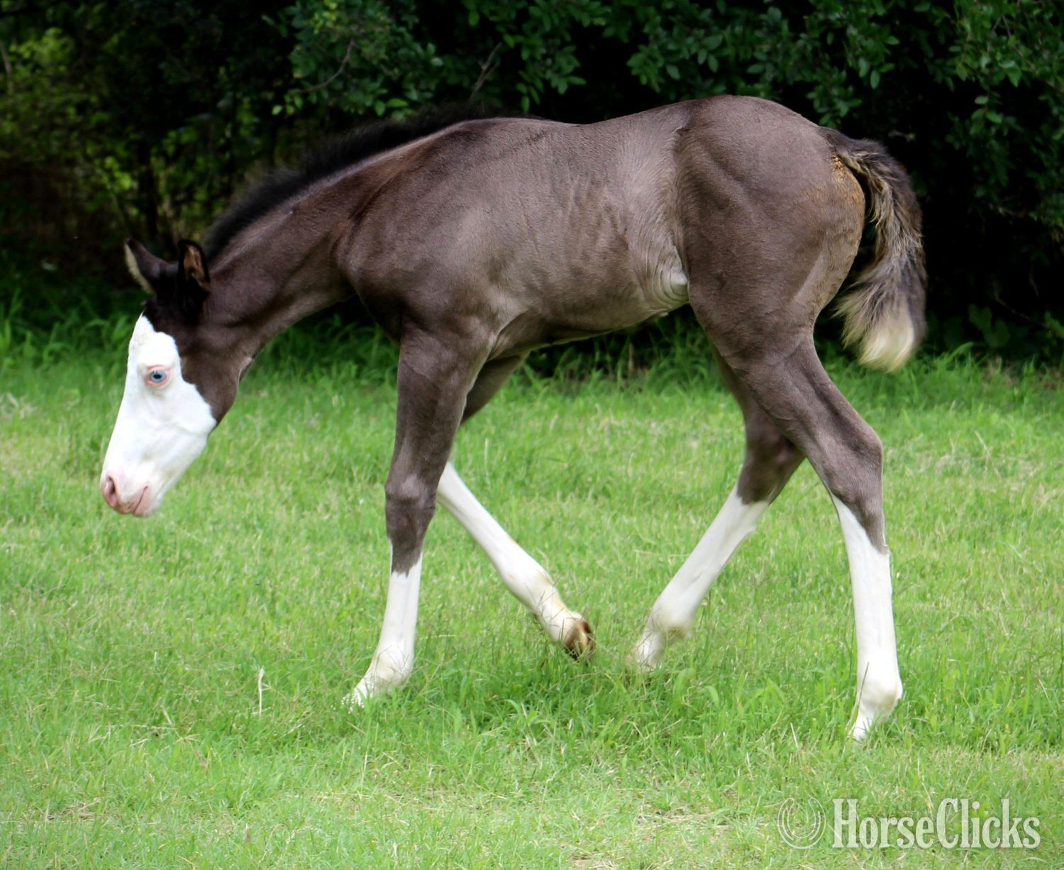 "JUSTA SPLASH BOMB X SHINING C CLEOPATRA" Black Filly Quarter Horse