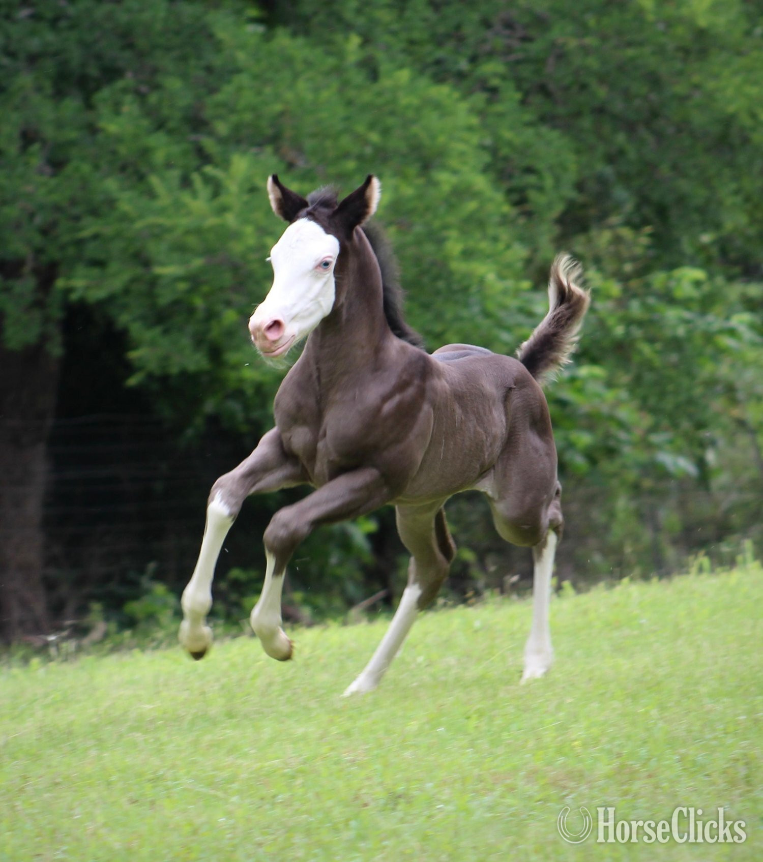 Texas "JUSTA SPLASH BOMB X SHINING C CLEOPATRA" Black Filly Quarter Horse