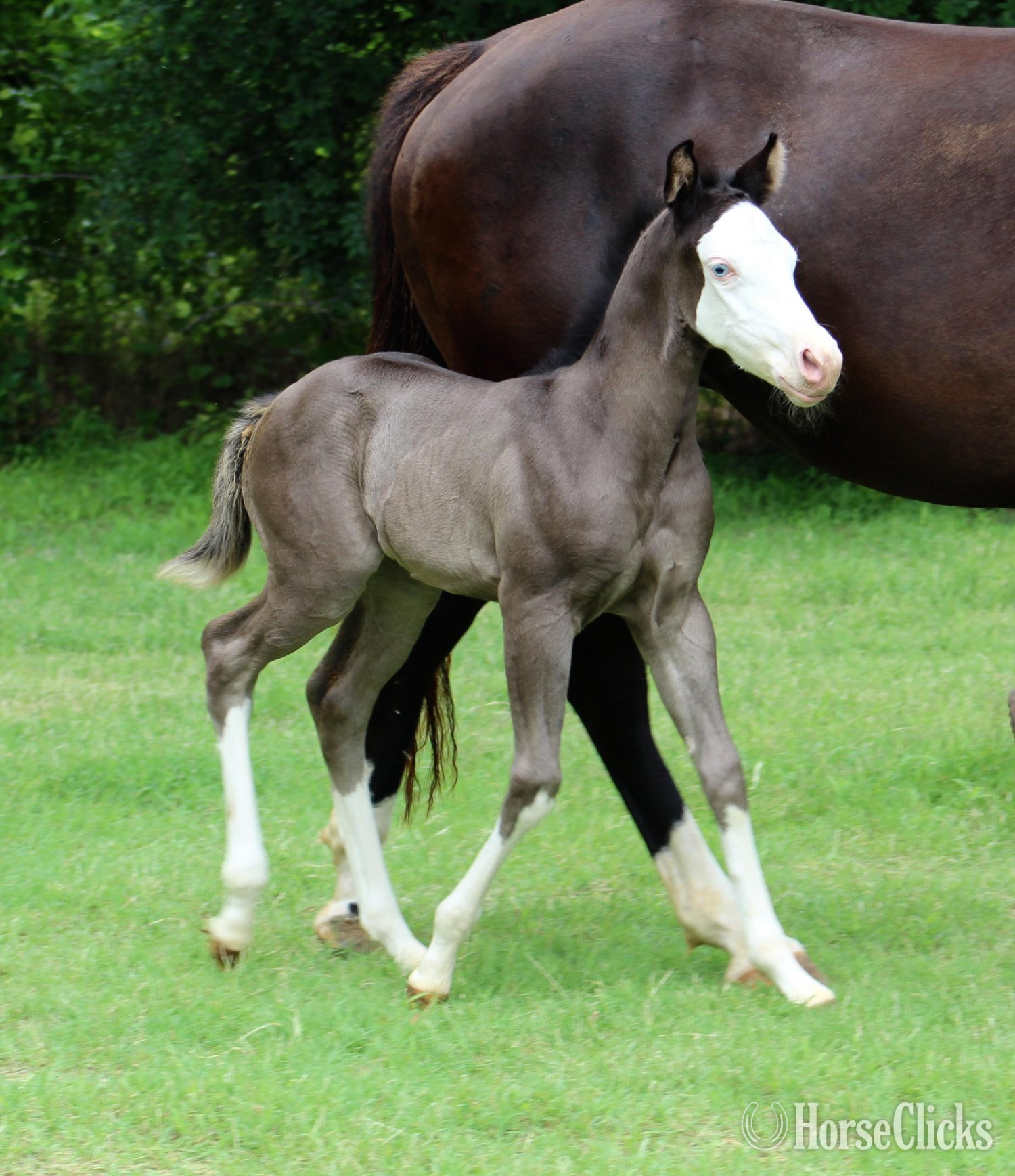 "JUSTA SPLASH BOMB X SHINING C CLEOPATRA" Black Filly Quarter Horse - Quarter Horse in Texas