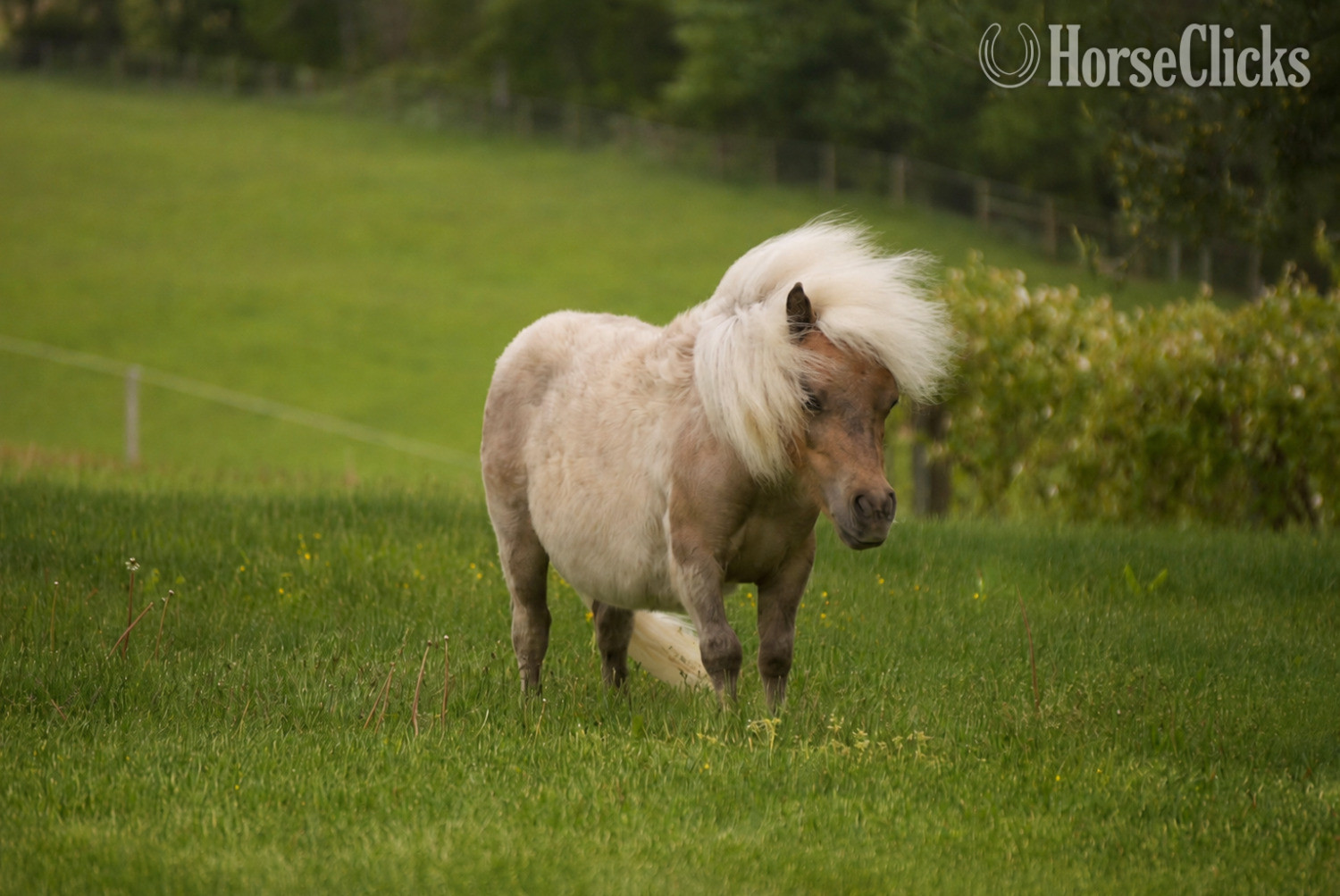 "Bubbles " Silver Dapple Gelding Pony in Ohio