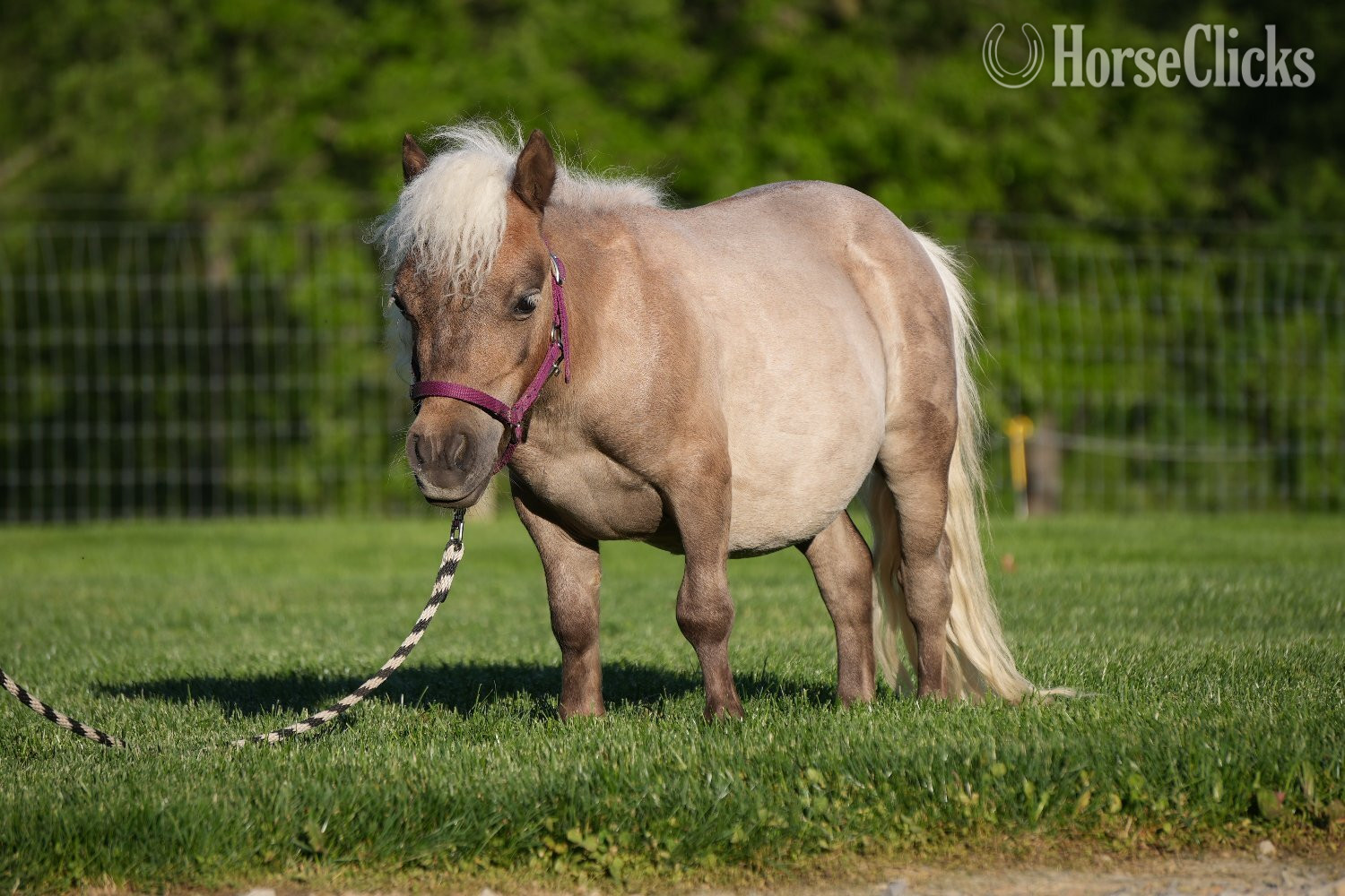 "Bubbles " Silver Dapple Gelding Pony