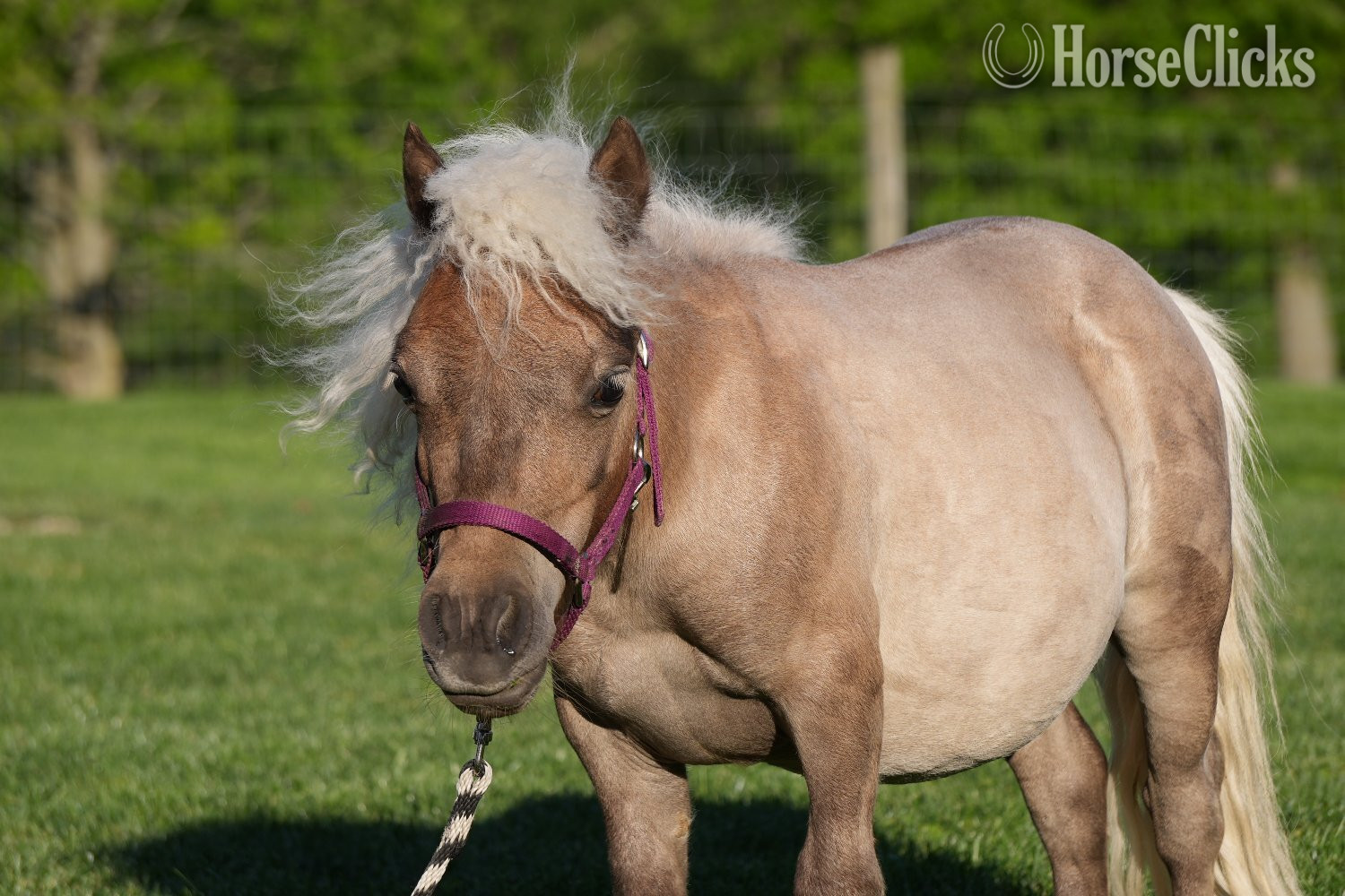 Ohio "Bubbles " Silver Dapple Gelding Pony
