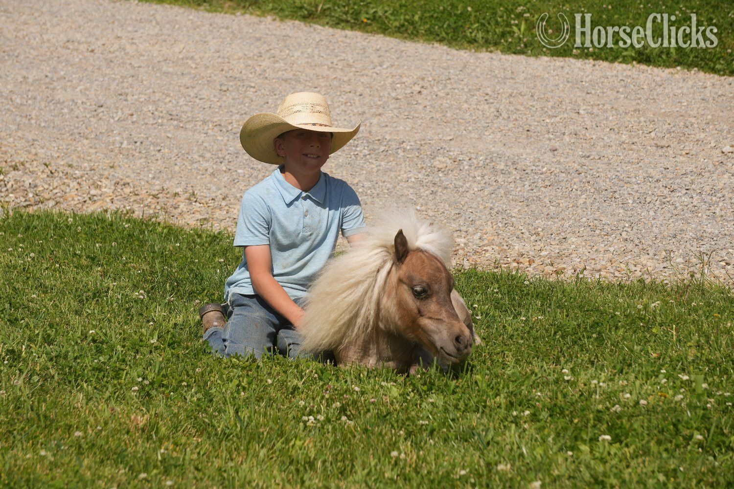 "Bubbles " Silver Dapple Gelding Pony - Pony in Ohio