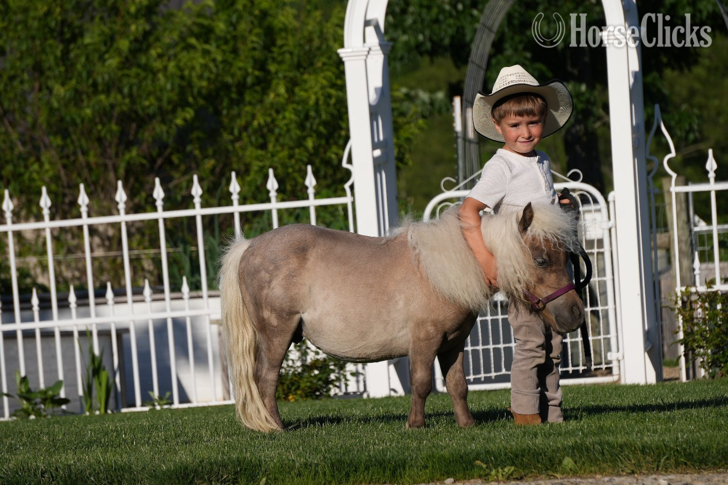"Bubbles " Silver Dapple Gelding Pony - Pony