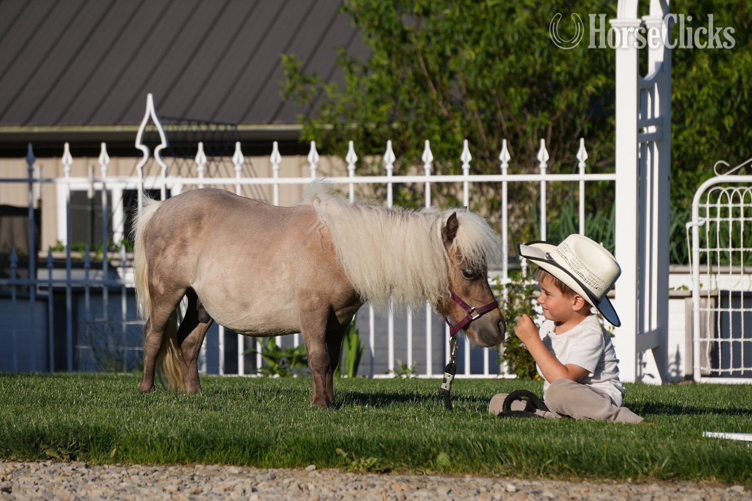 "Bubbles " Silver Dapple Gelding Pony Ohio