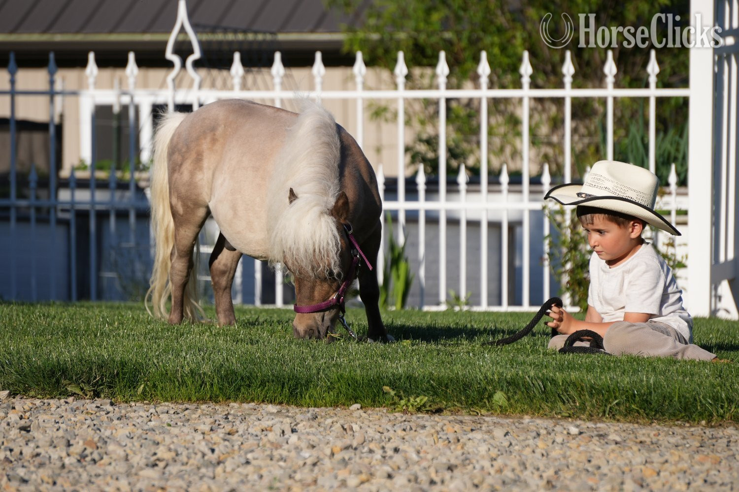Pony - "Bubbles " Silver Dapple Gelding Pony in Ohio