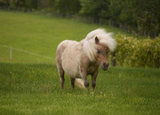 "Bubbles " Silver Dapple Gelding Pony