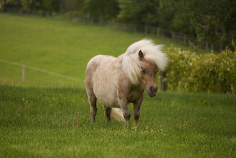 "Bubbles " Silver Dapple Gelding Pony