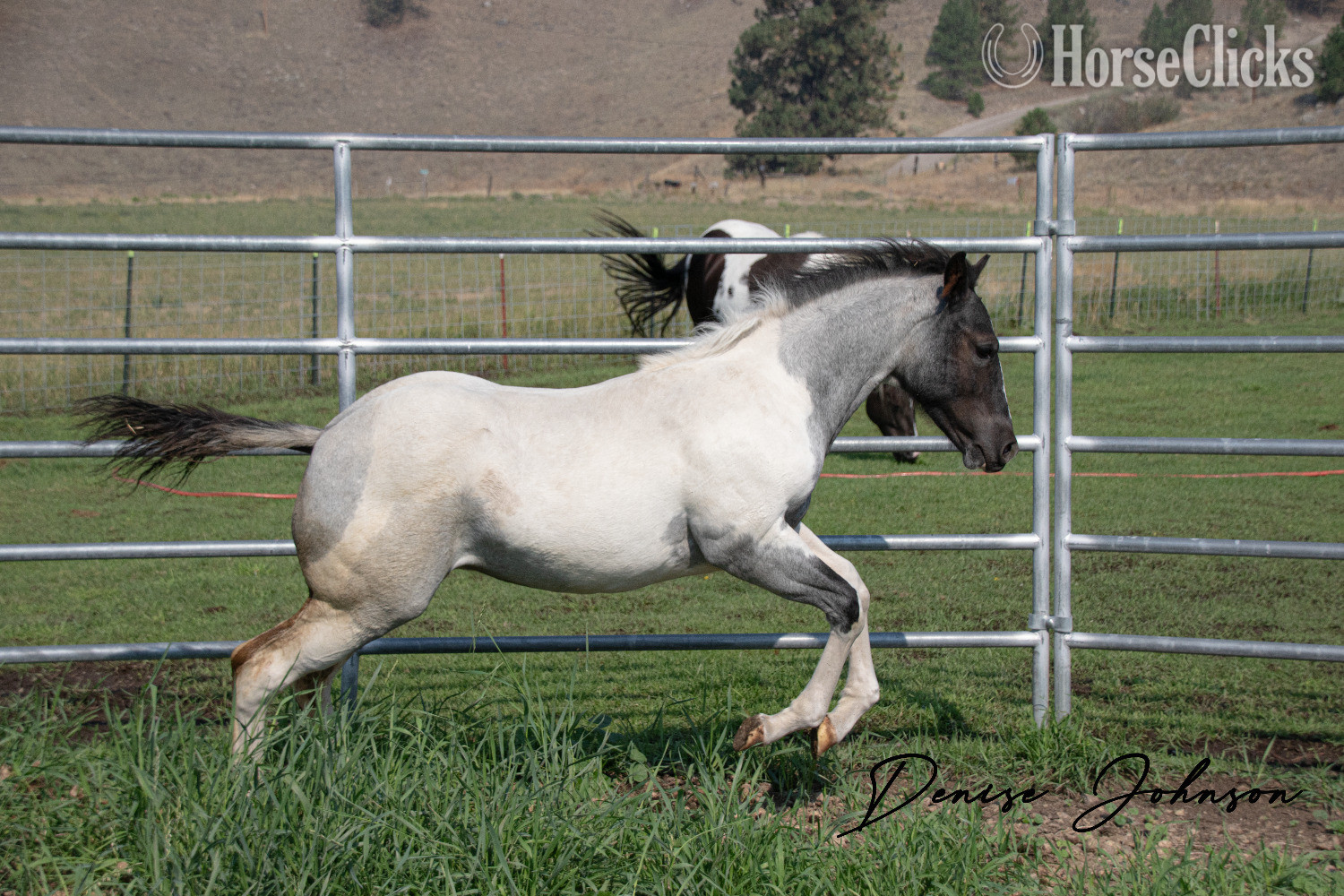 Washington "Catsbys Risky Bisness" Blue Roan Colt Paint