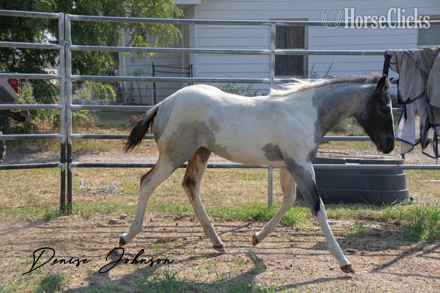 "Catsbys Risky Bisness" Blue Roan Colt Paint - Paint