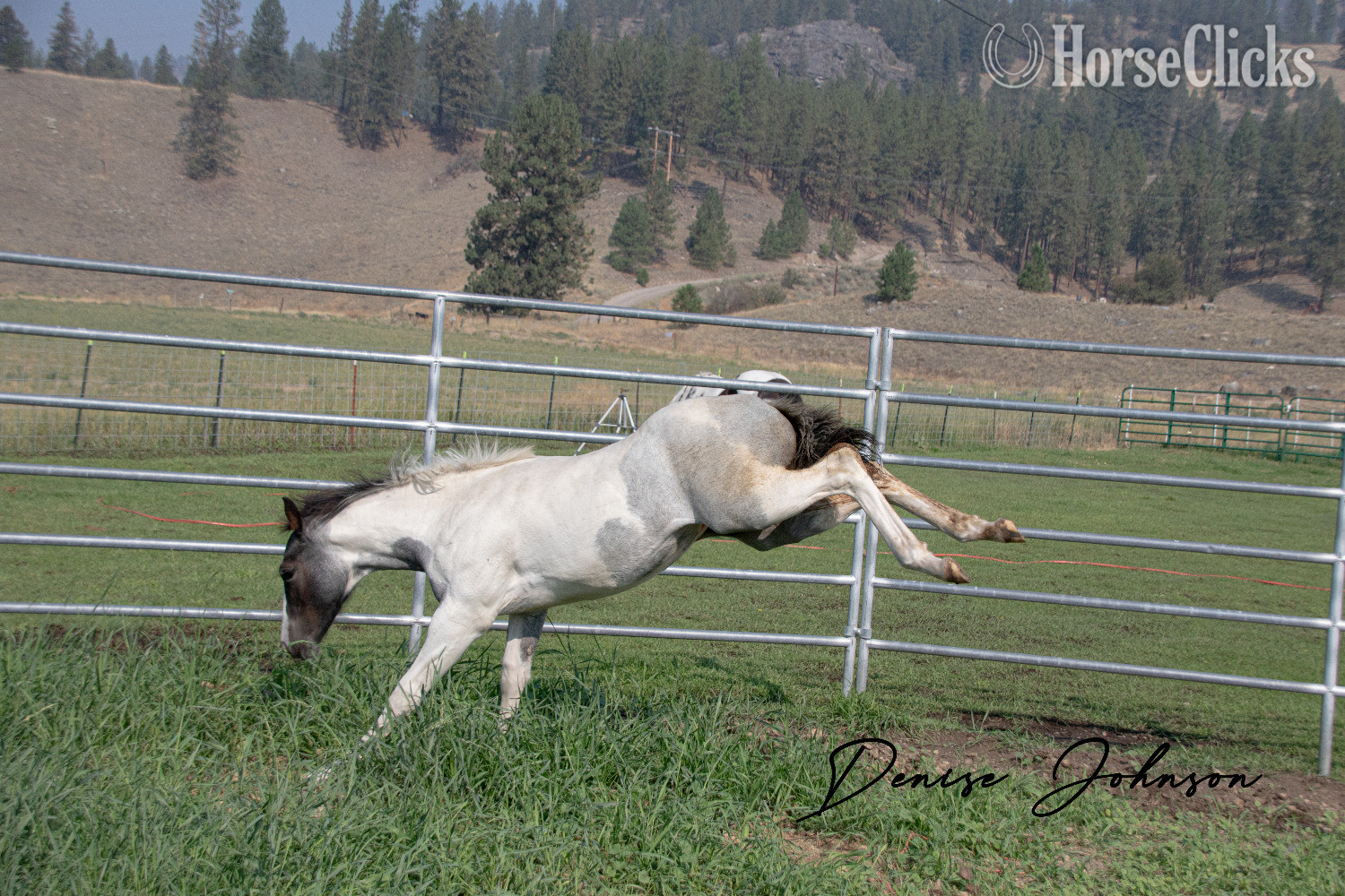 "Catsbys Risky Bisness" Blue Roan Colt Paint Washington