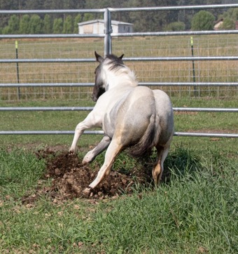 "Catsbys Risky Bisness" Blue Roan Colt Paint