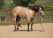 "Bourbon" Buckskin Gelding Draft